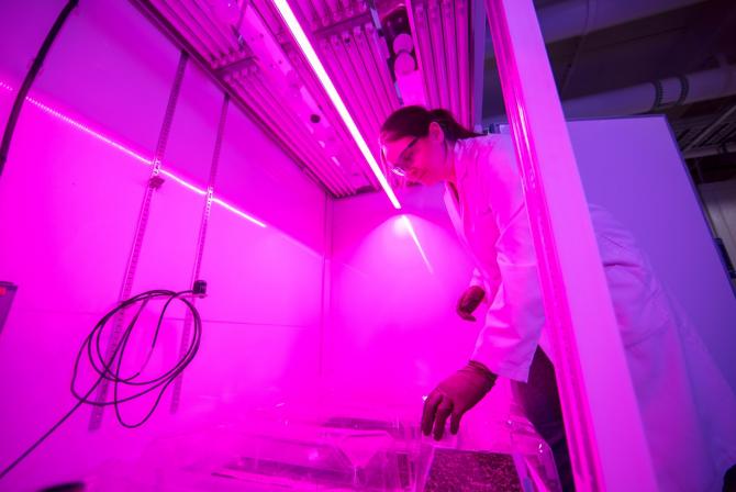 Researcher operates research infrastructure under purple light
