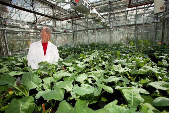 Researcher is surrounded by green leaf plants inside a greenhouse