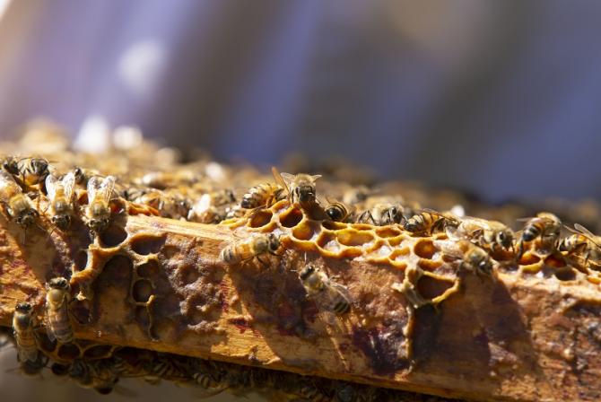 Close up view of bees on frame.