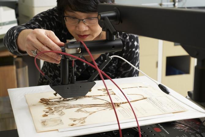 Scientist adjusting the Microfade tester over dried plant samples on a sheet of paper