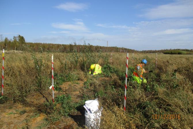 Researchers plant willows in a field