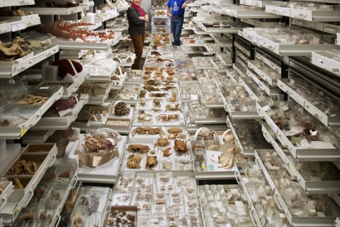 Two people surrounded by trays of specimens
