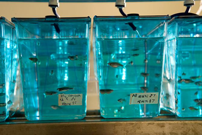 Aquariums containing zebrafish
