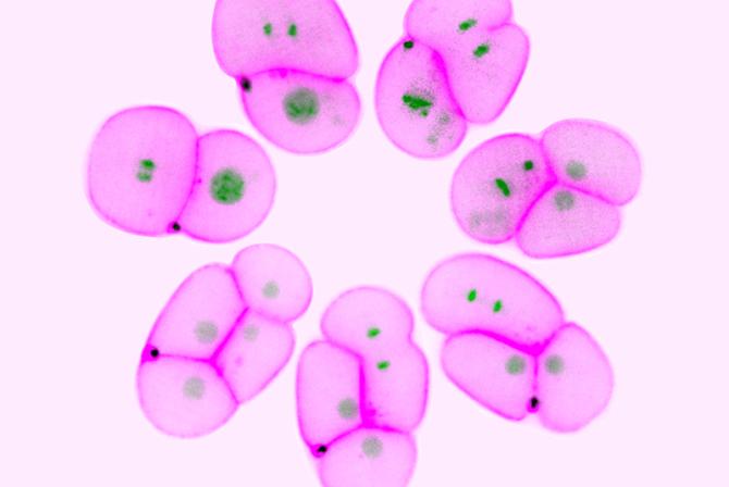 Montage de division embryonnaire de C. Elegans produite par un microscope confocal à balayage par faisceaux.