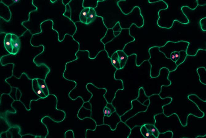 Image de cellules épithéliales d’Arabidopsis étiquetées avec de l’iodure de propidium produite par un microscope confocal C2 de Nikon.