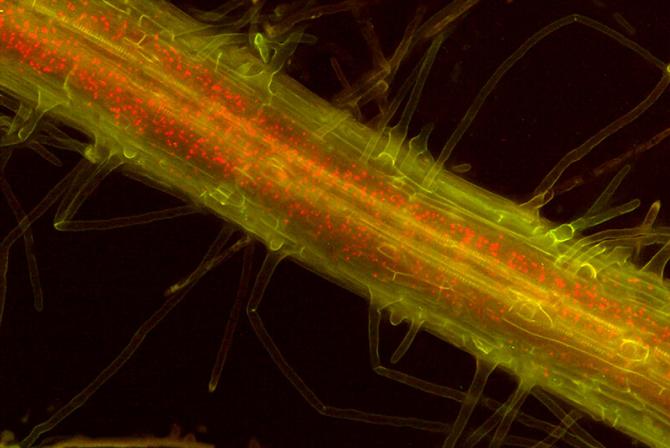 Image d’une racine d’Arabidopsis produite par un microscope à épifluorescence.