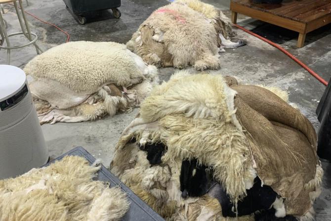 Plusieurs piles de laine triées, disposées sur le plancher d'un laboratoire.