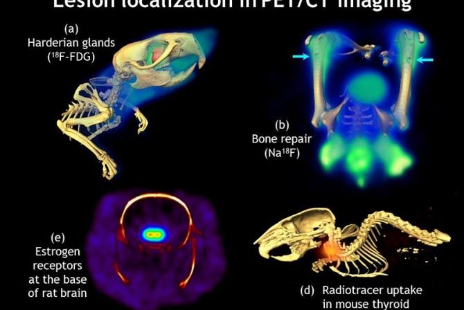 Lesion localization in PET/CT imaging