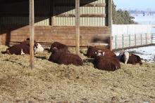 Bulls lying down on hay outdoors.