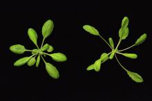 Two leafy green plants on a black background