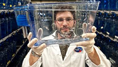 Un chercheur tient un aquarium contenant des poissons-zèbre