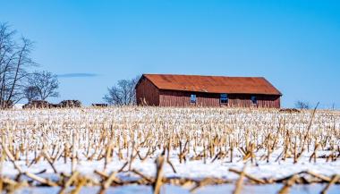 Un champ de fermier avec des tiges de maïs et de la neige.