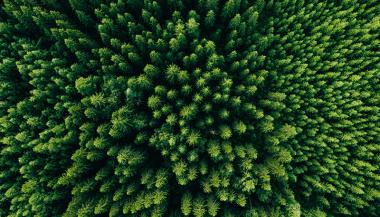 Vue aérienne d'une forêt d'épicéas et de pins verts en été.